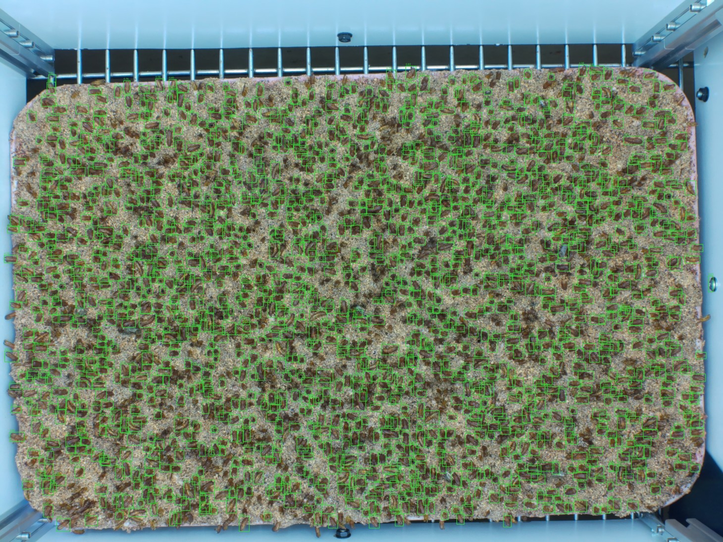 YOLO26 detection output showing bounding boxes over exuvia