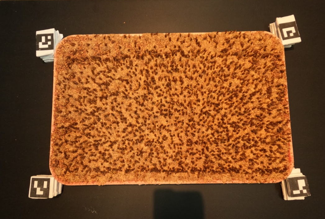 Exuvia tray captured with overhead camera showing poor image quality